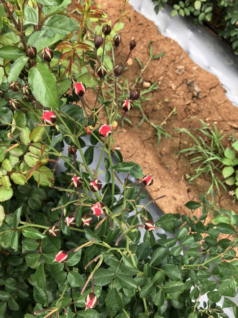 玫瑰花干货