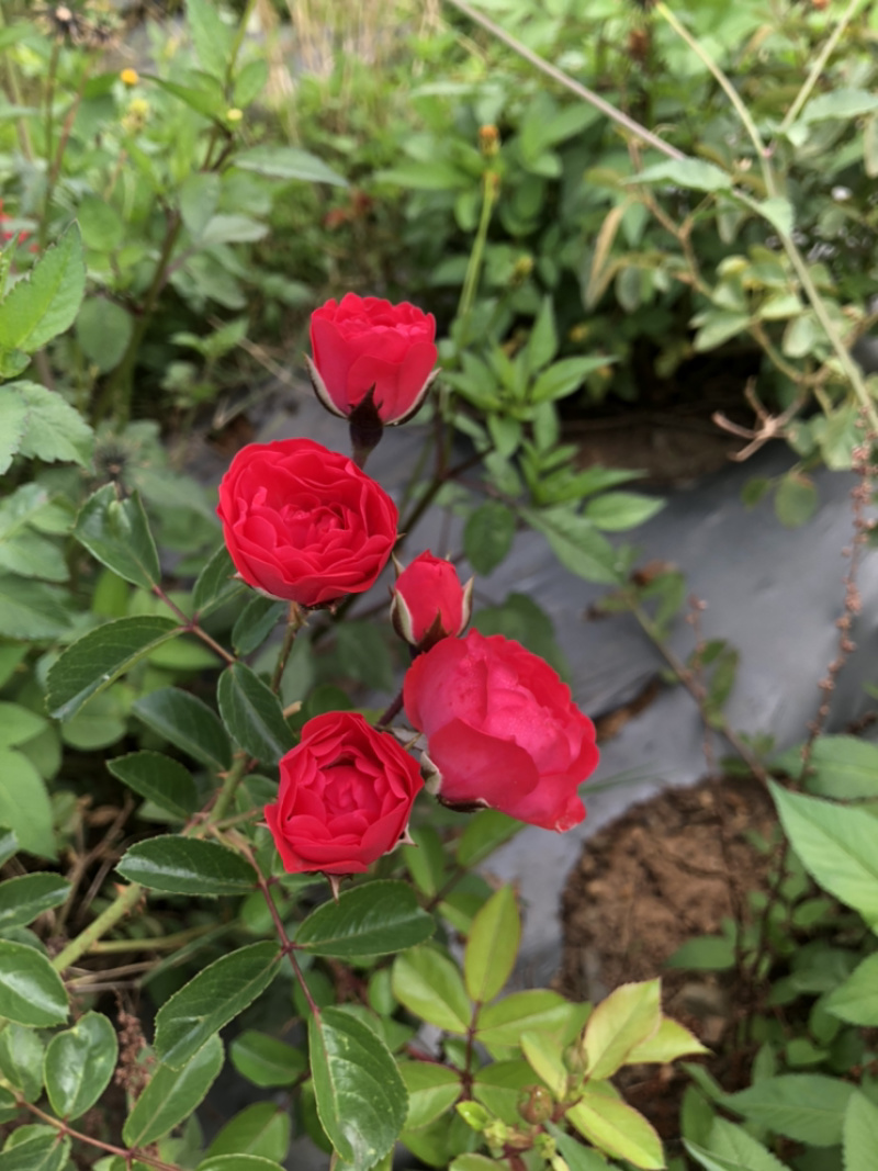 玫瑰花干货
