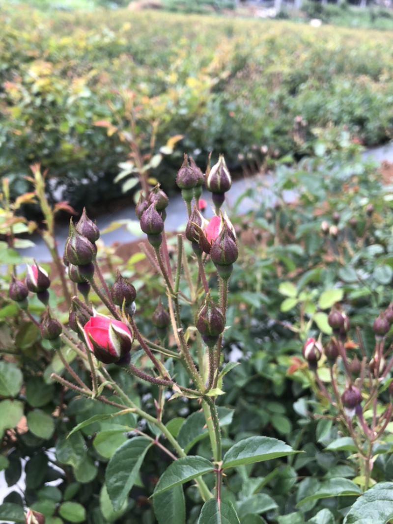 玫瑰花干货