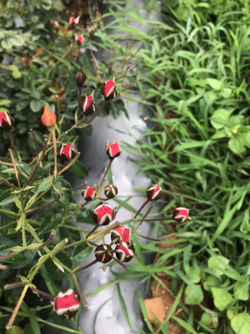玫瑰花干货