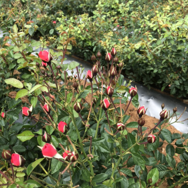 玫瑰花干货