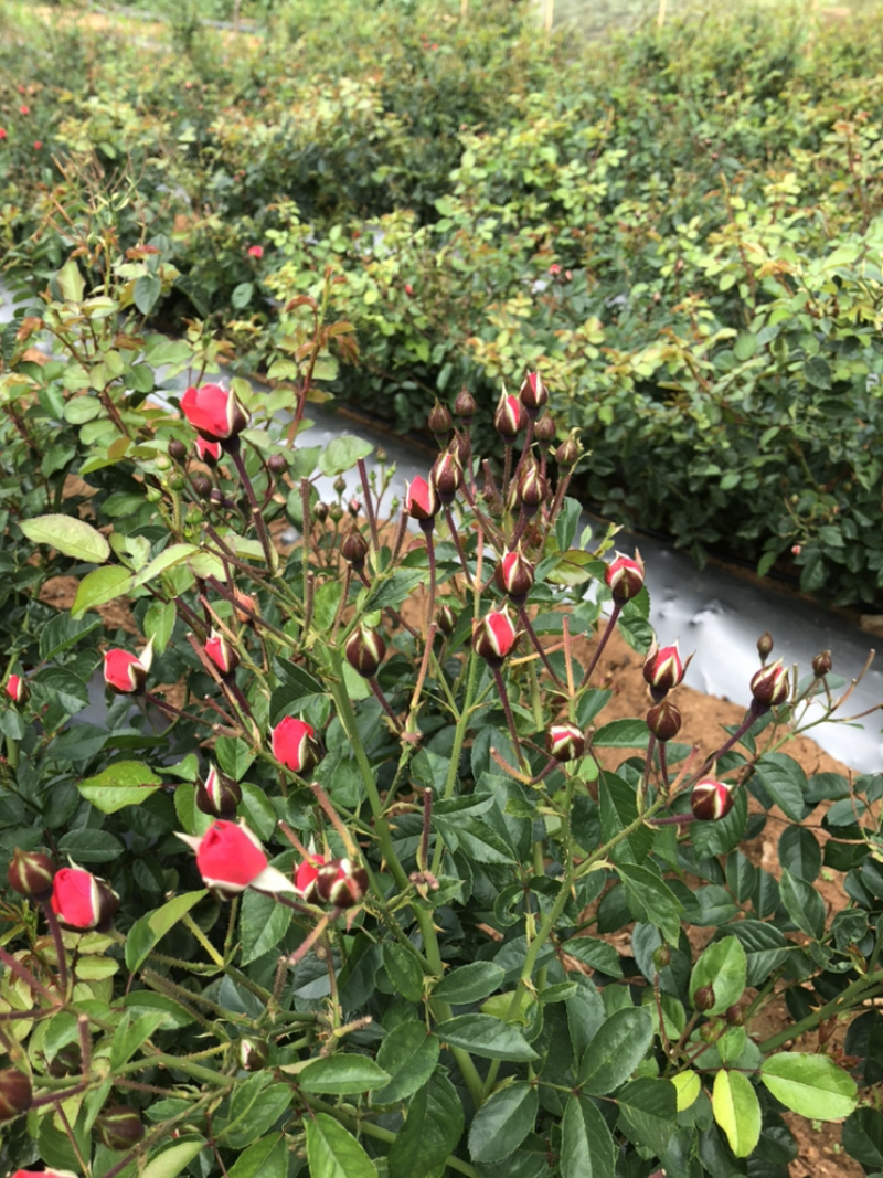 玫瑰花干货
