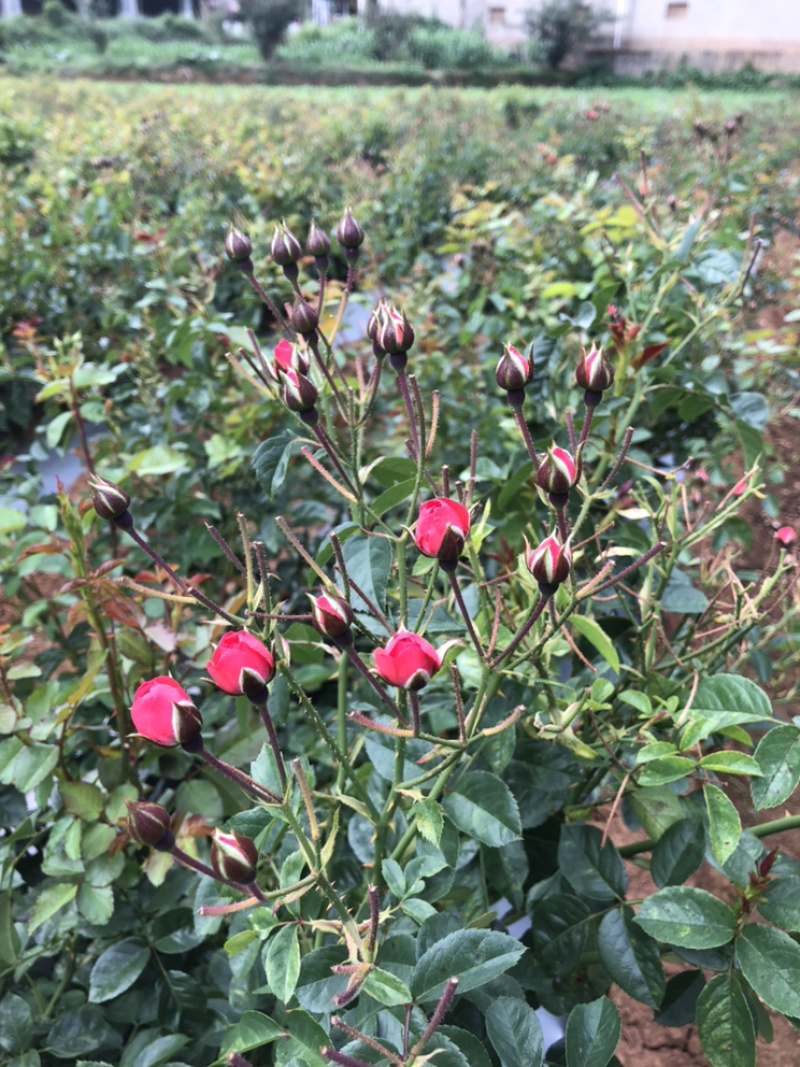玫瑰花干货