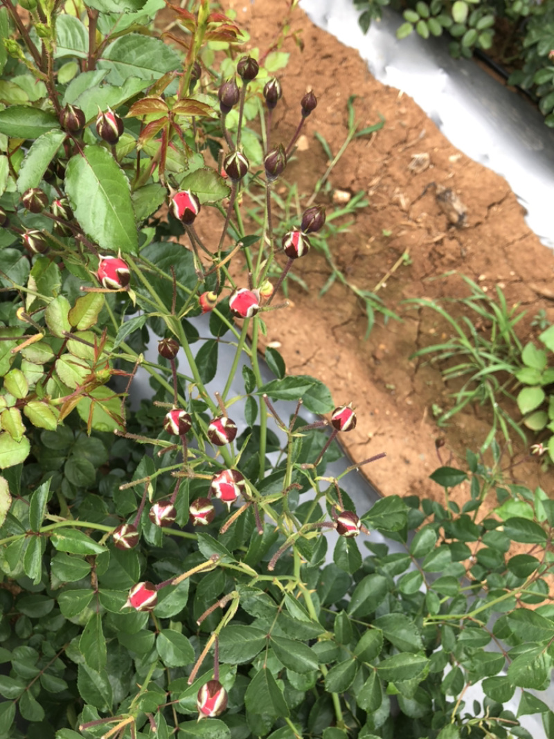 玫瑰花干货