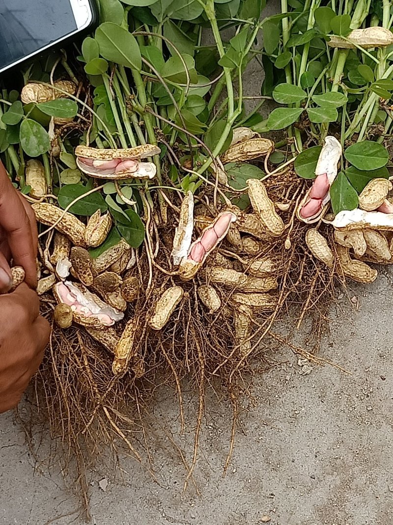 毛豆大量上市质量有保证，，，承接大小单，