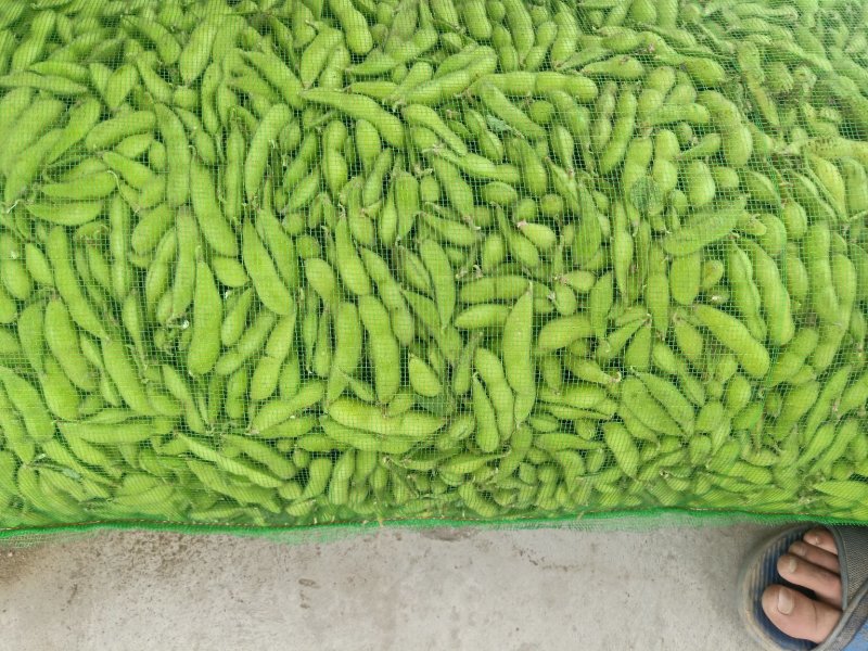 毛豆大量上市质量有保证，，，承接大小单，