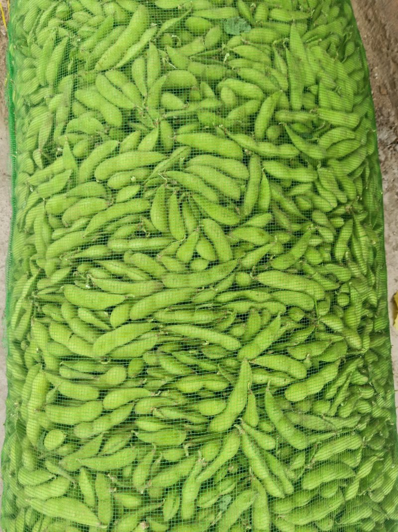 毛豆大量上市质量有保证，，，承接大小单，