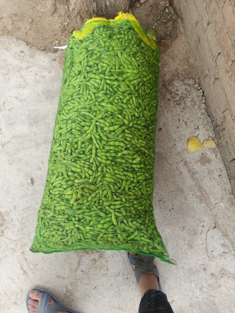 毛豆大量上市质量有保证，，，承接大小单，