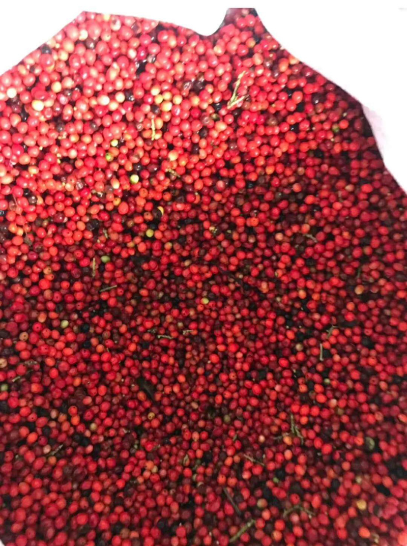 草珊瑚种子，免费技术指导，出苗率90%，回收一件代发