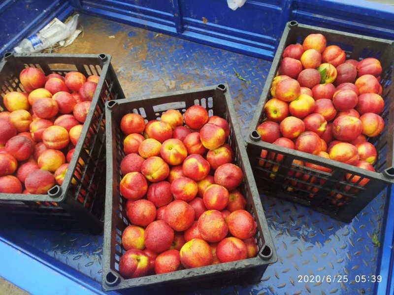 金辉，黄油