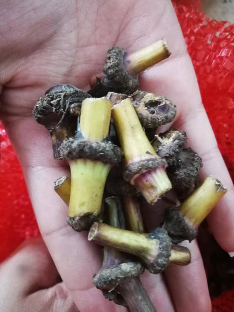 川芎，提供技术指导，出苗率90%，一件代发