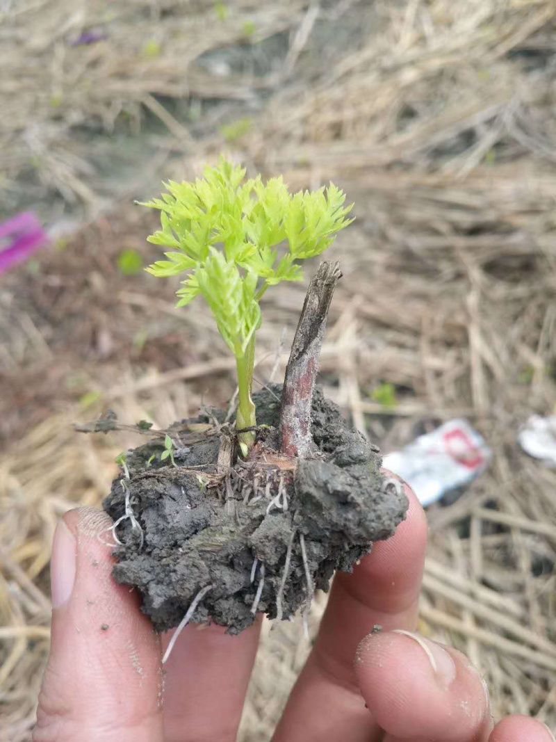 川芎，提供技术指导，出苗率90%，一件代发