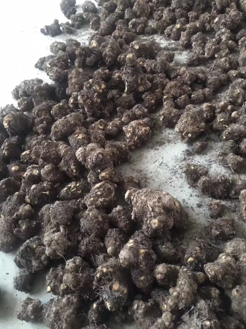 川芎，提供技术指导，出苗率90%，一件代发
