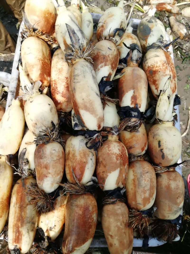 有机莲藕，新鲜莲藕，价格优惠，量大从优