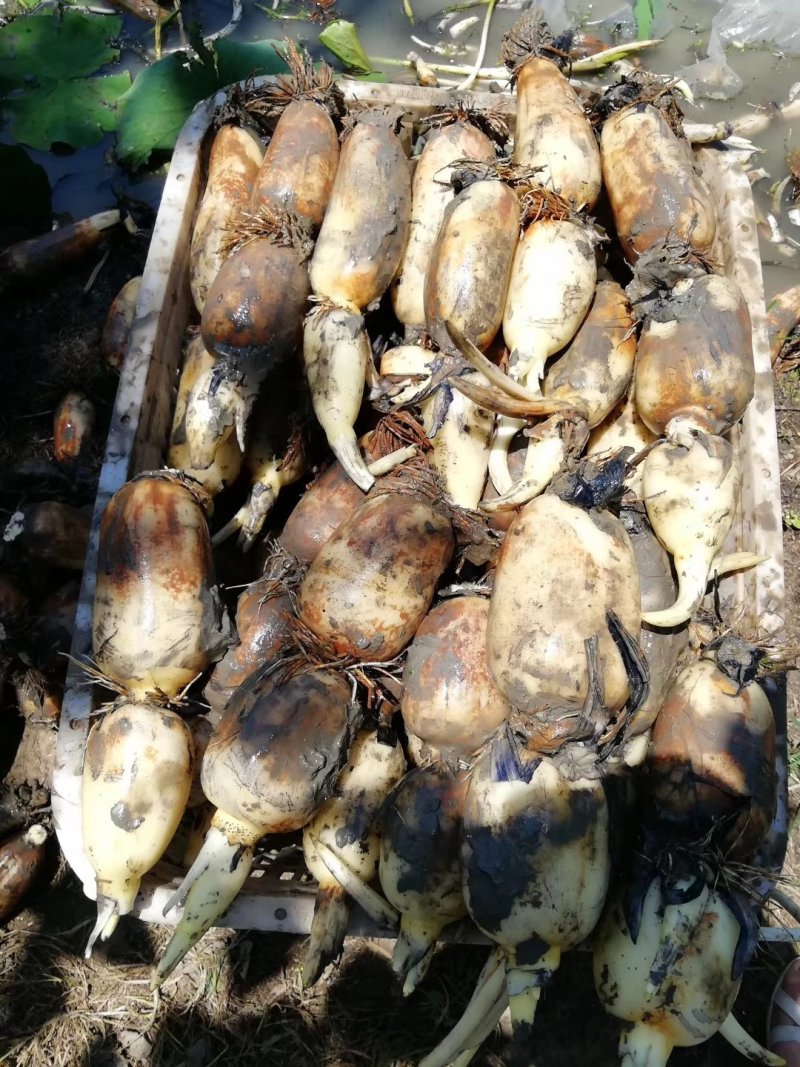 有机莲藕，新鲜莲藕，价格优惠，量大从优