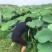 有机莲藕，新鲜莲藕，价格优惠，量大从优