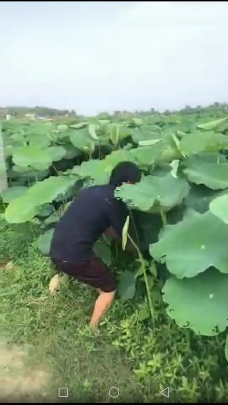 有机莲藕，新鲜莲藕，价格优惠，量大从优
