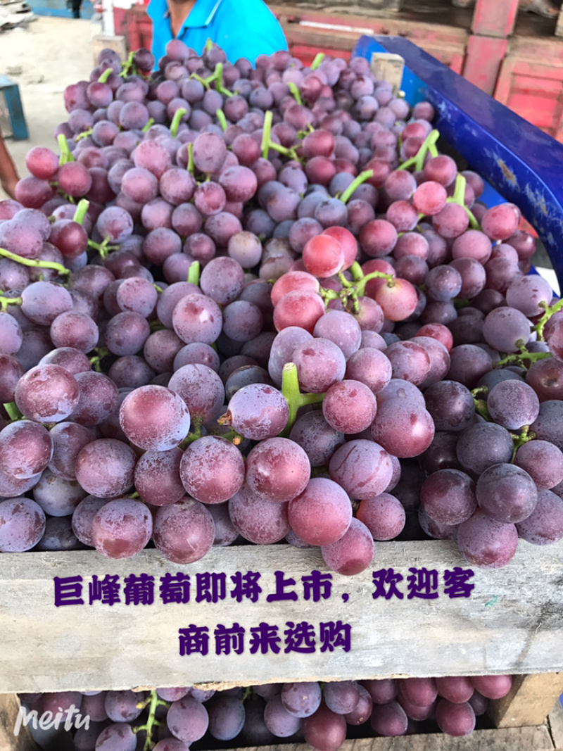 【实力供应】河北巨峰葡萄，产地直销，个头均匀，皮薄肉厚