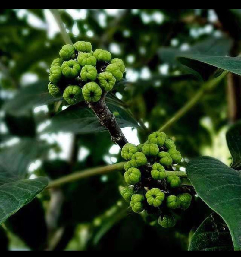 吴茱萸苗子，提供技术指导，回收，成活率90%一件代发