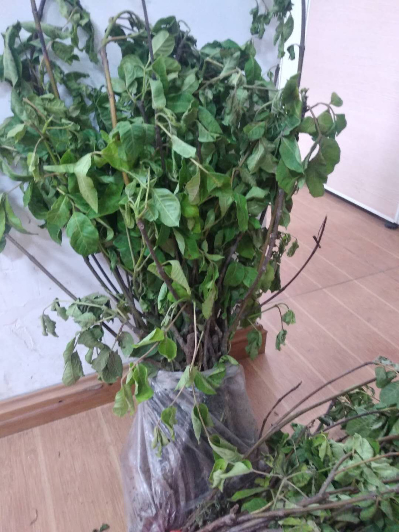 吴茱萸苗子，提供技术指导，回收，成活率90%一件代发