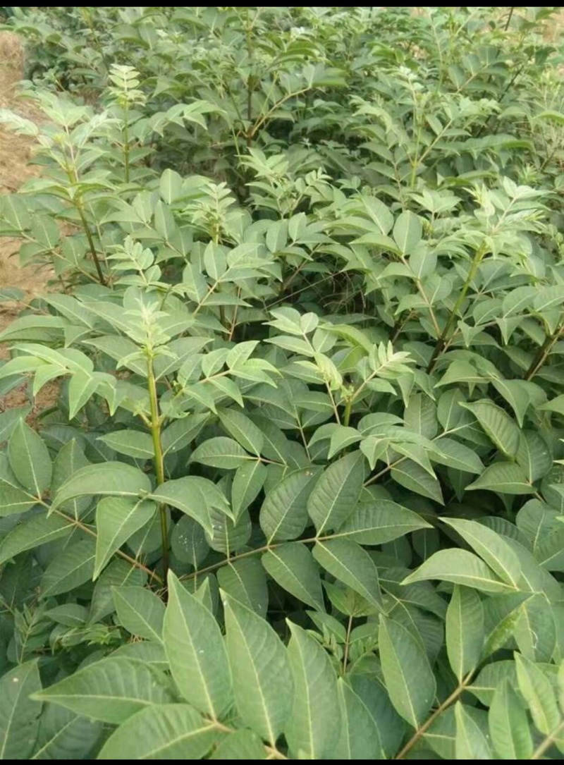 吴茱萸苗子，提供技术指导，回收，成活率90%一件代发
