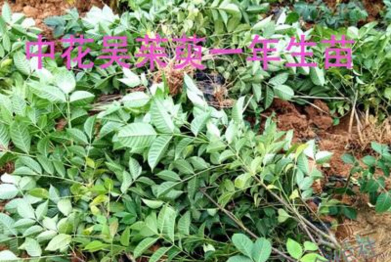吴茱萸苗子，提供技术指导，回收，成活率90%一件代发