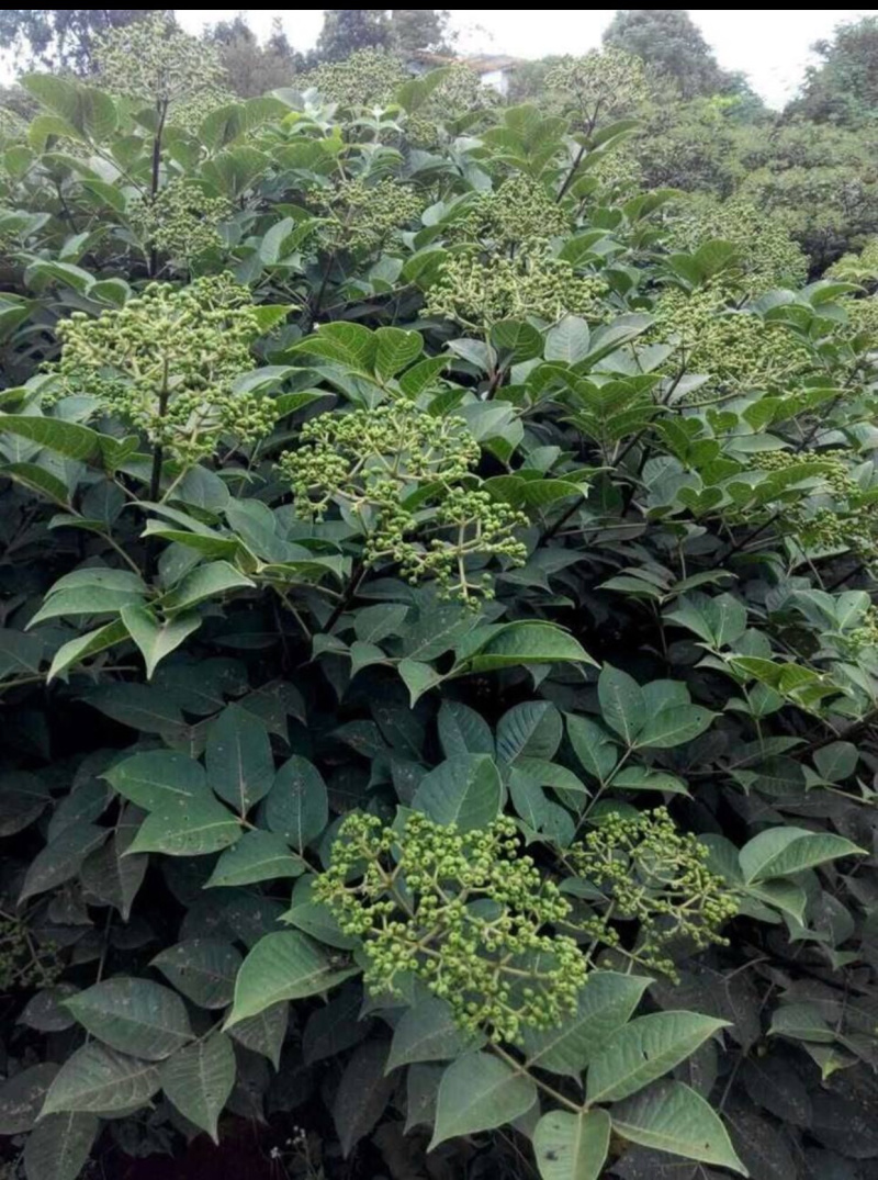 吴茱萸苗子，提供技术指导，回收，成活率90%一件代发