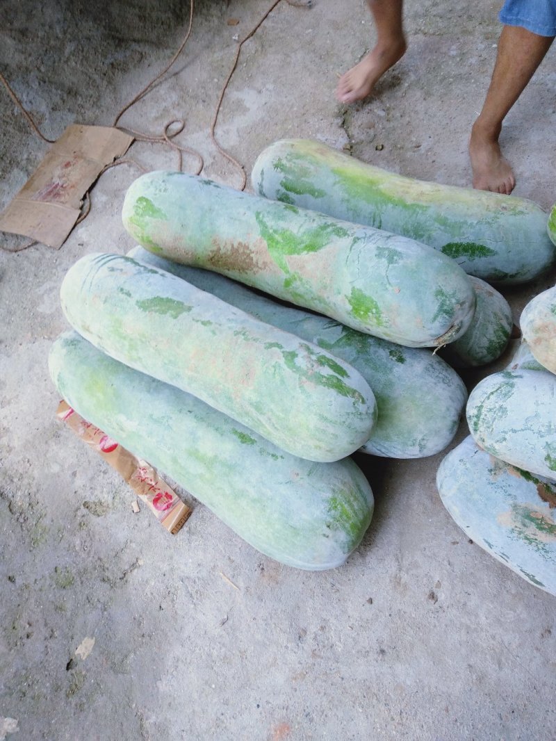白皮冬瓜大量有货25斤起步光滑无坑价格优惠