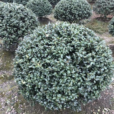 精品茶梅球，茶梅球基地。