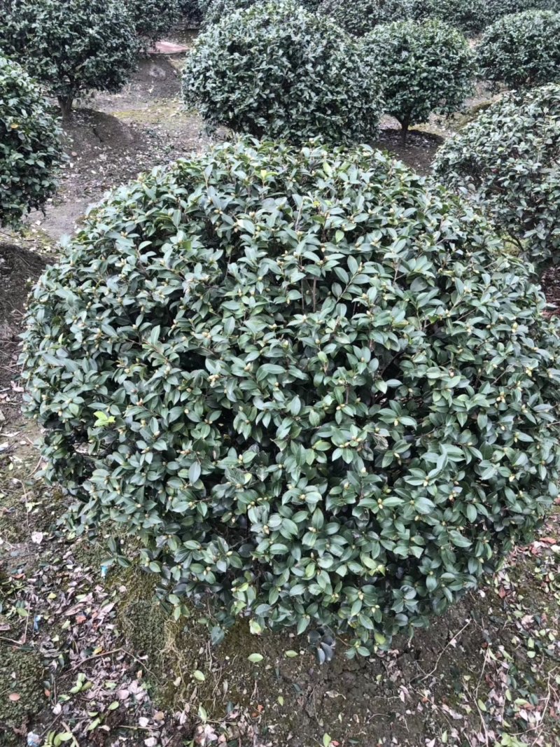 精品茶梅球，茶梅球基地。