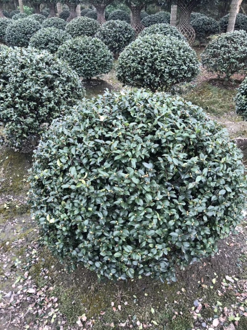 精品茶梅球，茶梅球基地。