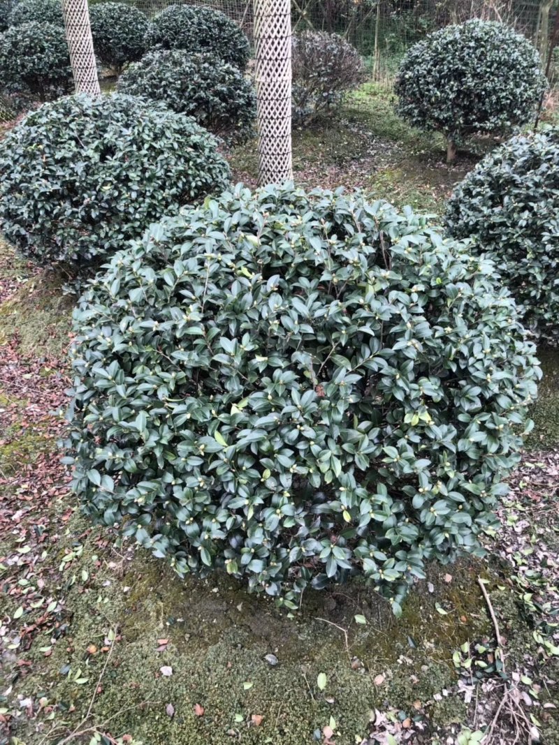 精品茶梅球，茶梅球基地。