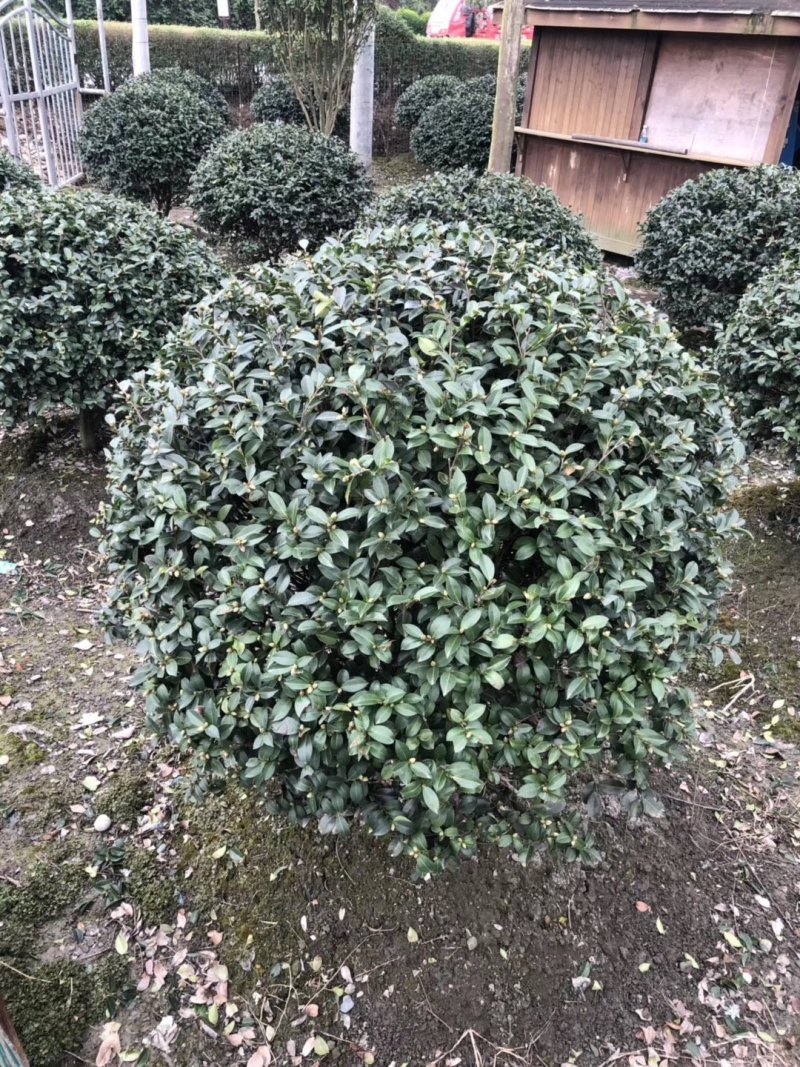 精品茶梅球，茶梅球基地。