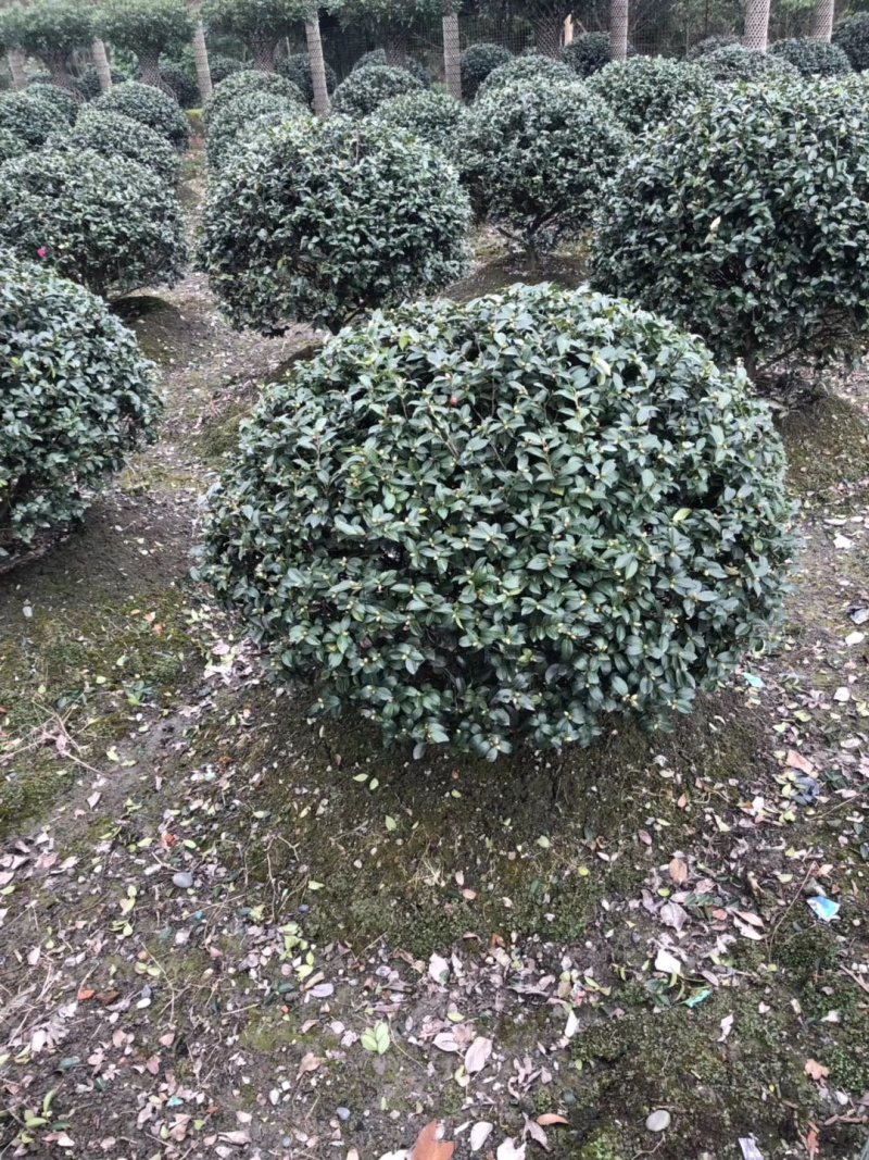 精品茶梅球，茶梅球基地。