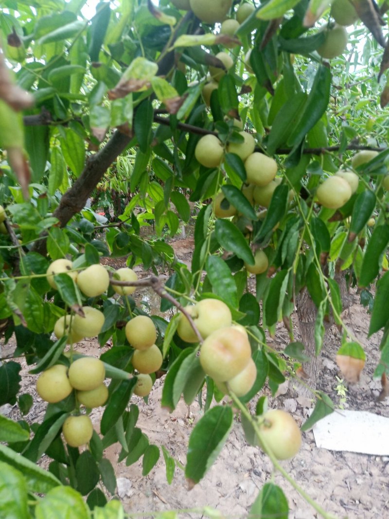 新鲜大荔冬枣