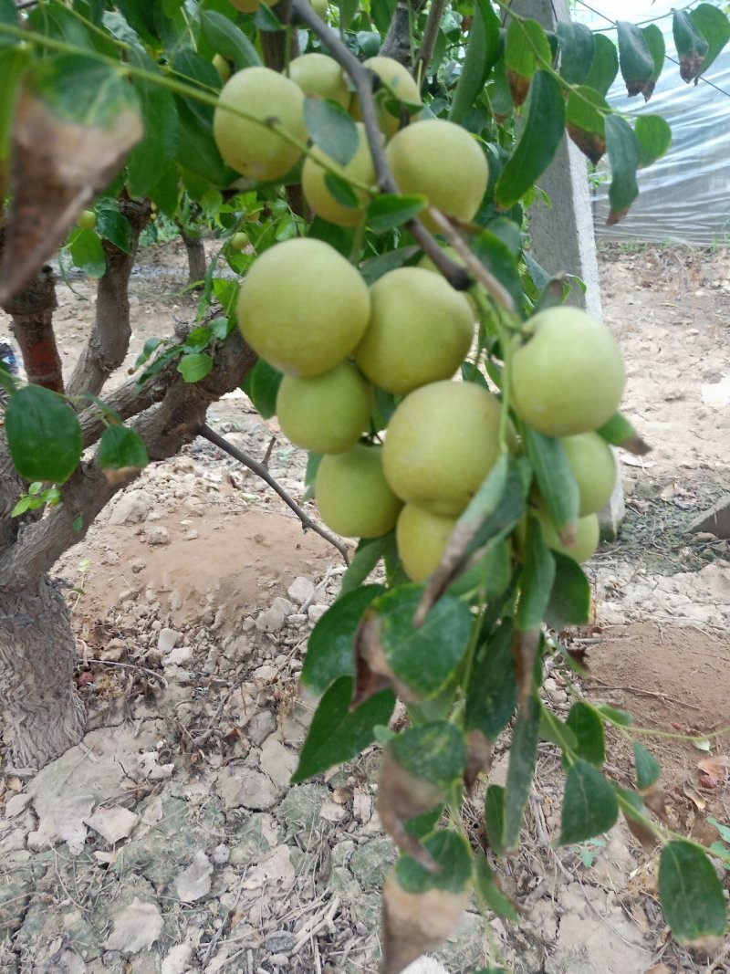 新鲜大荔冬枣