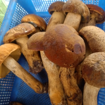 云南普洱黄牛肝菌_鲜货_未开伞_当天鲜货