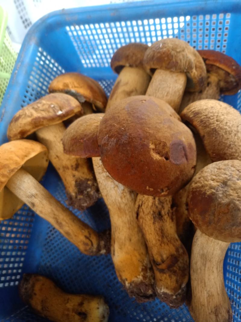 云南普洱黄牛肝菌_鲜货_未开伞_当天鲜货