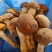 云南普洱黄牛肝菌_鲜货_未开伞_当天鲜货
