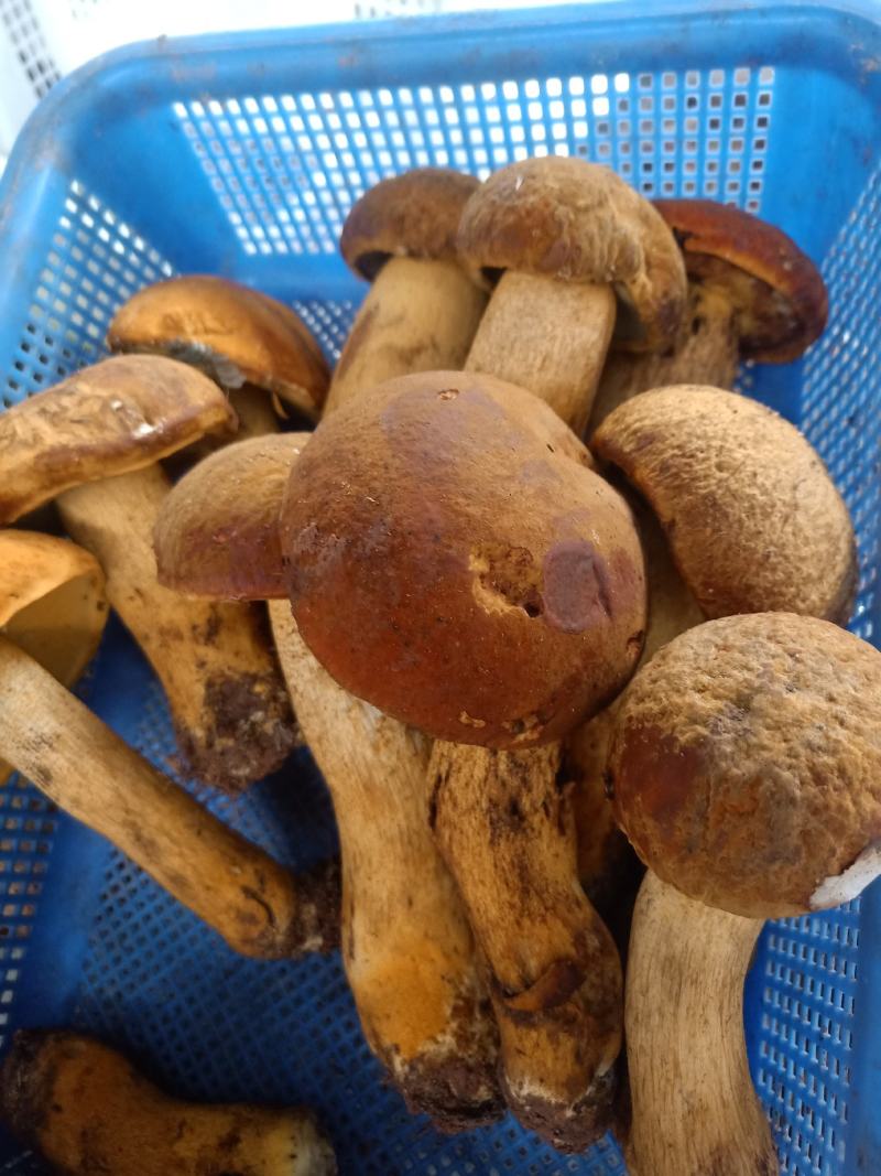 云南普洱黄牛肝菌_鲜货_未开伞_当天鲜货