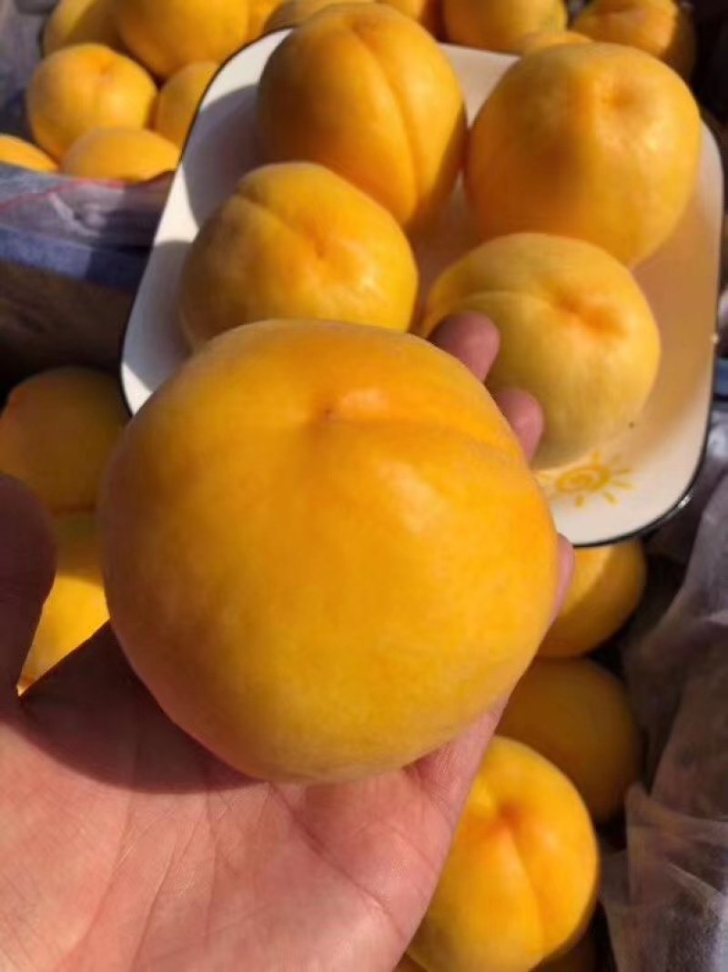 陕西大荔黄金蜜桃