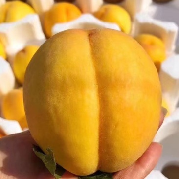 陕西大荔黄金蜜桃