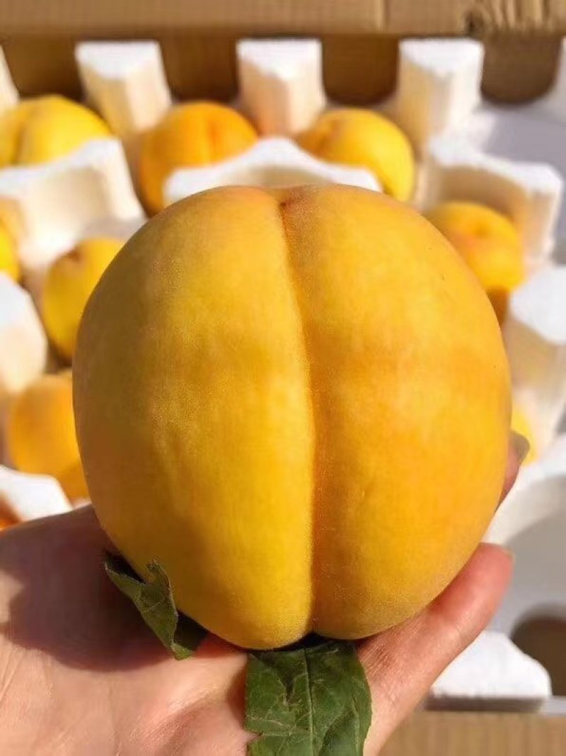 陕西大荔黄金蜜桃