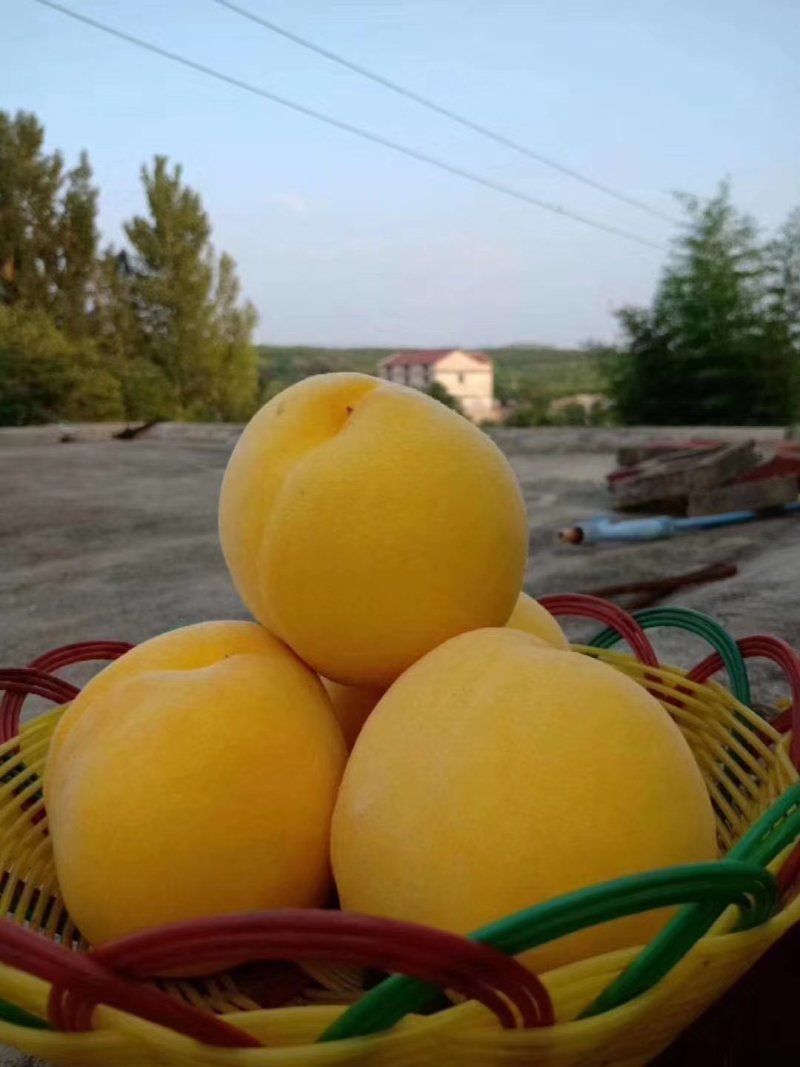陕西大荔黄金蜜桃