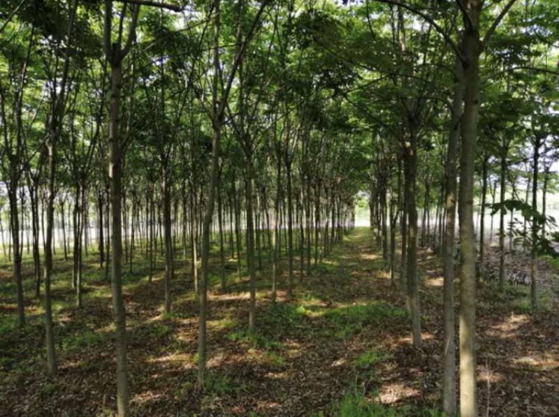 【栾树基地】直销规格齐全质量保证可视频看货