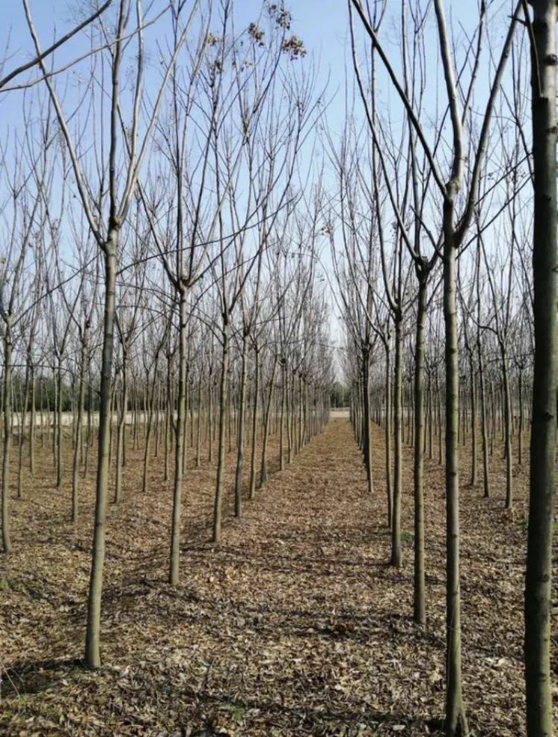 【栾树基地】直销规格齐全质量保证可视频看货