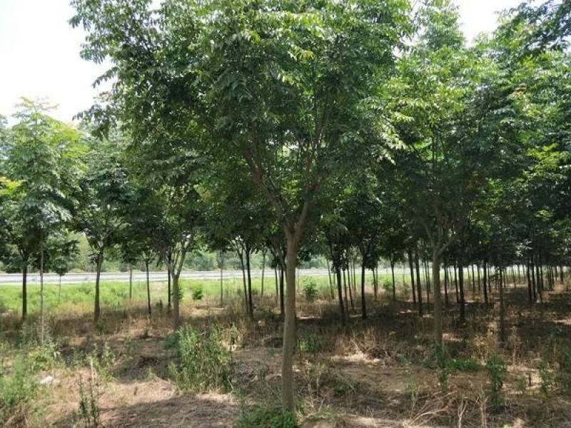 【栾树基地】直销规格齐全质量保证可视频看货
