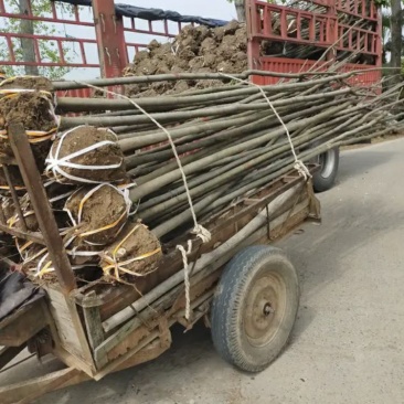 【栾树基地】直销规格齐全质量保证可视频看货