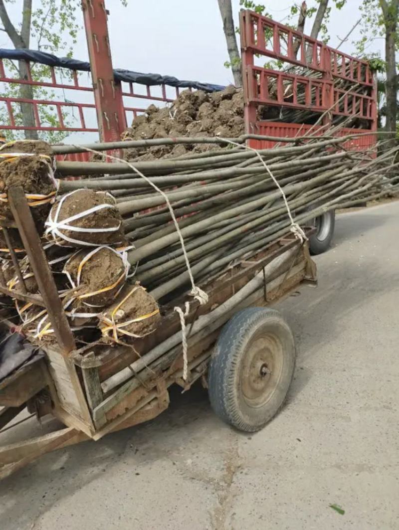 【栾树基地】直销规格齐全质量保证可视频看货