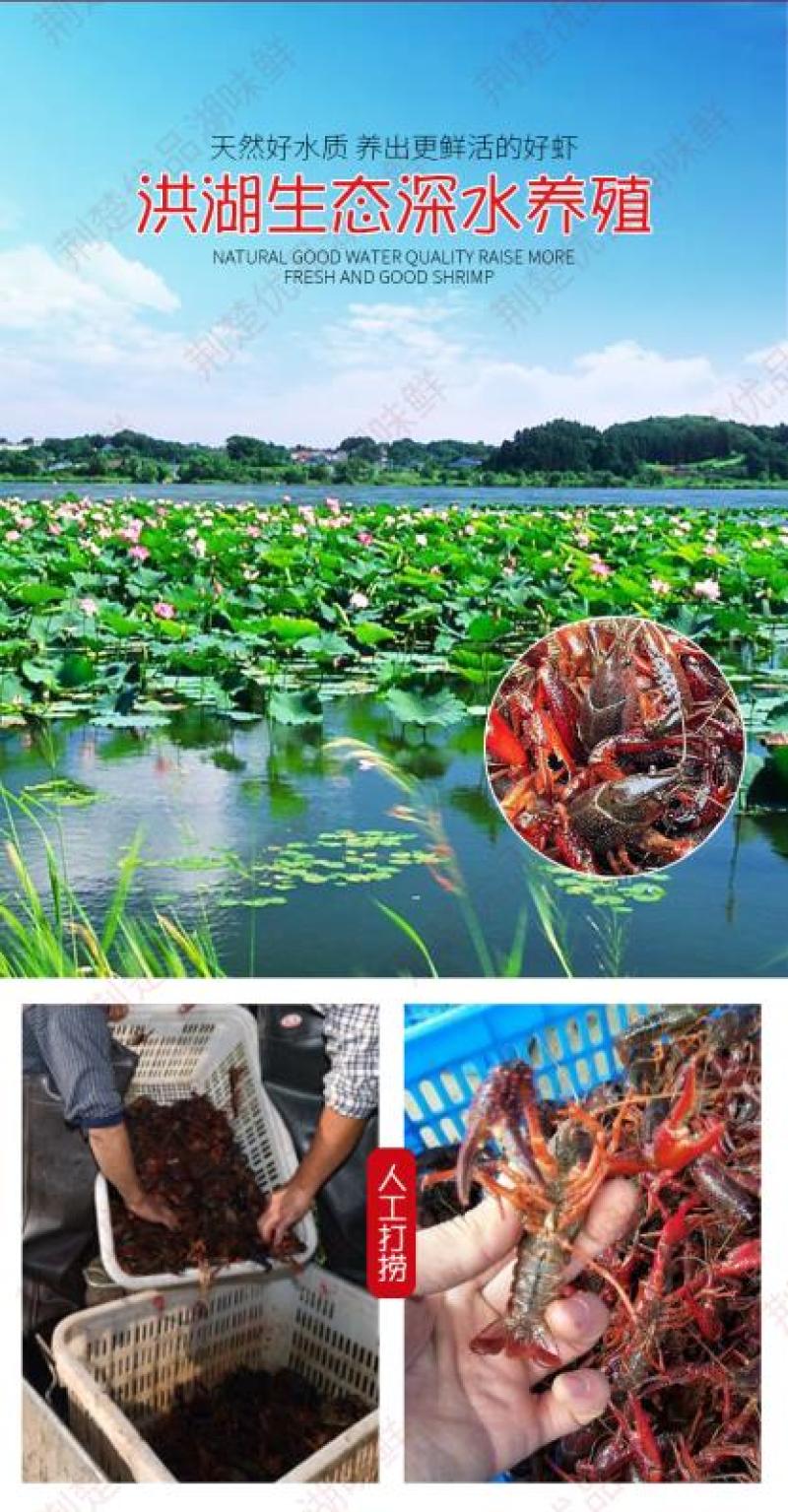 洪湖湖味鲜麻辣虾尾可图片看货产地直供